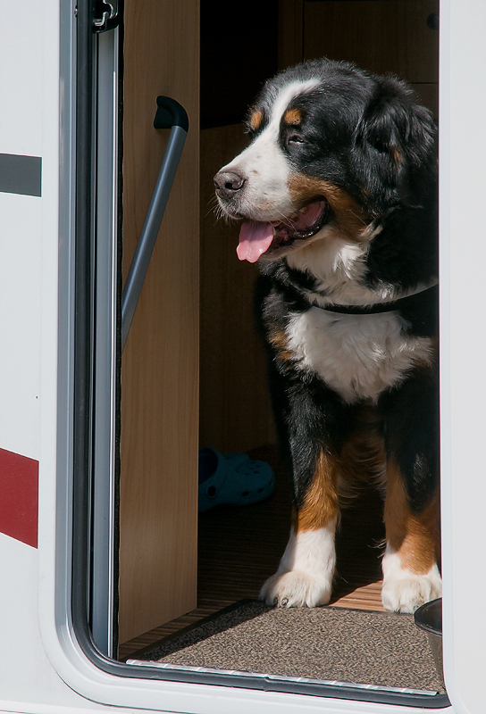 Tiere Aasee BocholtD35_9178 als Smart-Objekt-1.jpg - Ankunft am Aasee - Anton hat sich während der Fahrt ausgeschlafen und scheckt gerade unseren Stellplatz.